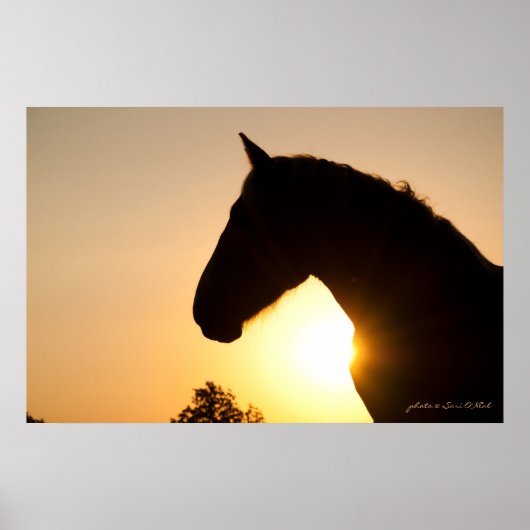 Profil eines belgischen Pferdesatzes Poster (Vorne)