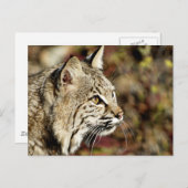 Profil eines Bobcat Postkarte (Vorne/Hinten)