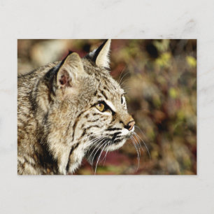 Profil eines Bobcat Postkarte
