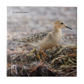 Profil eines Buff-Breasted Sandpipers am Strand Fliese (Vorderseite)