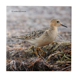 Profil eines Buff-Breasted Sandpipers am Strand Fliese