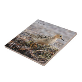 Profil eines Buff-Breasted Sandpipers am Strand Fliese