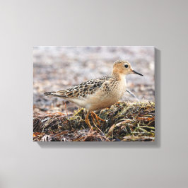 Profil eines Buff-Breasted Sandpipers am Strand Leinwanddruck
