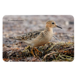 Profil eines Buff-Breasted Sandpipers am Strand Magnet