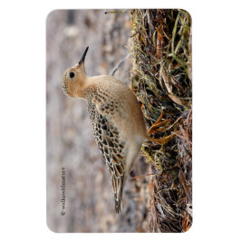 Profil eines Buff-Breasted Sandpipers am Strand Magnet