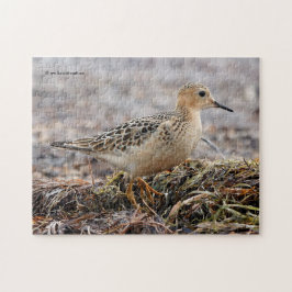 Profil eines Buff-Breasted Sandpipers am Strand Puzzle