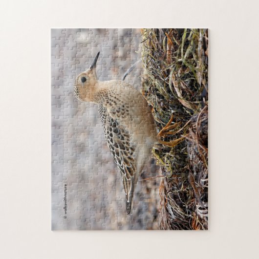 Profil eines Buff-Breasted Sandpipers am Strand Puzzle (Vertikal)