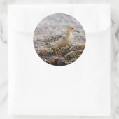 Profil eines Buff-Breasted Sandpipers am Strand Runder Aufkleber (Tasche)
