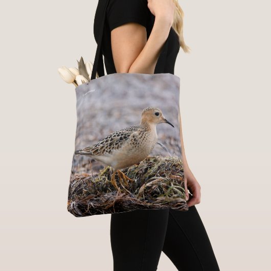 Profil eines Buff-Breasted Sandpipers am Strand Tasche (Von Nahem)