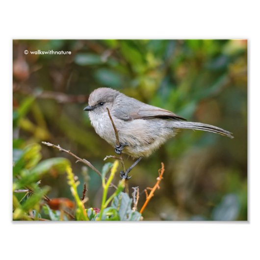 Profil eines Bushtit-Babys Fotodruck (Vorne)