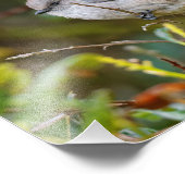 Profil eines Bushtit-Babys Fotodruck (Ecke)