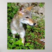 Profil eines Coyote Pup Poster (Vorne)