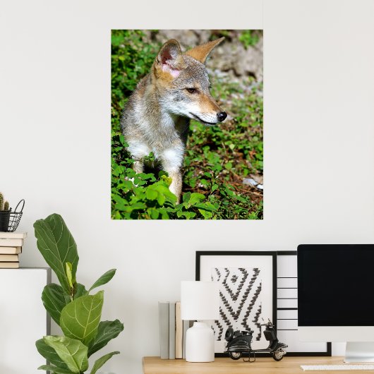 Profil eines Coyote Pup Poster (Heimbüro)