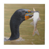 Profil eines erwachsenen, doppelkreierten Kormoran Fliese (Vorderseite)