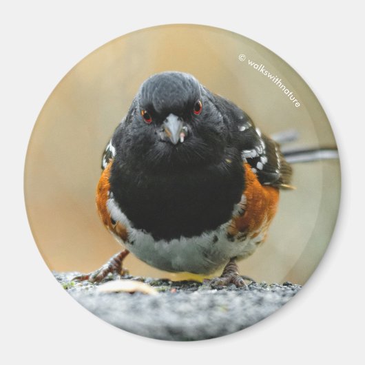 Profil eines Gepunkteten Zahnrads Magnet (Vorne)