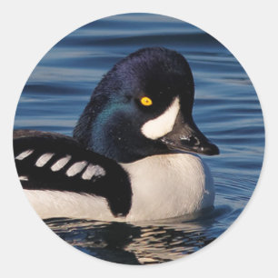 Profil eines Goldeneye Runder Aufkleber