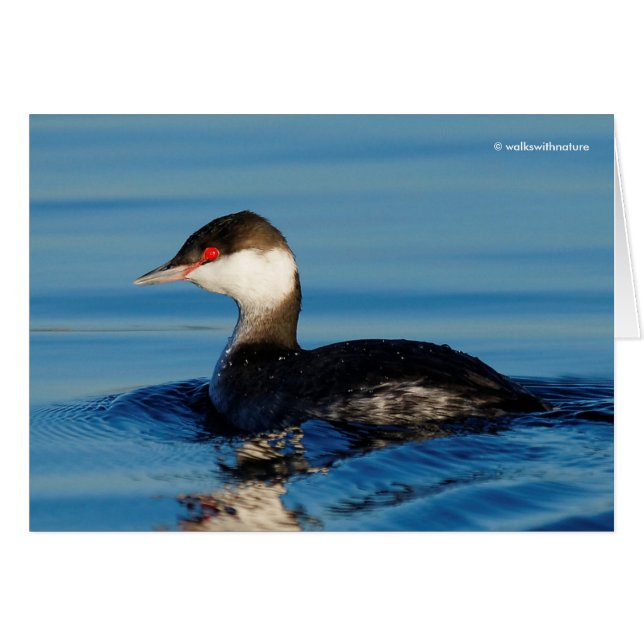 Profil eines Horned Grebe (Vorderseite (Horizontal))