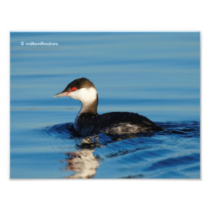 Profil eines Horned Grebe Fotodruck