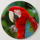 Profil eines Hübschen Green Winged Macaw Button (Vorderseite)