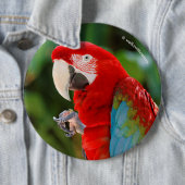 Profil eines Hübschen Green Winged Macaw Button (Beispiel)