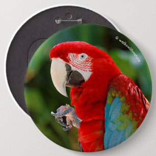 Profil eines Hübschen Green Winged Macaw Button