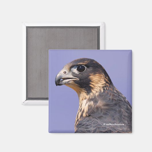 Profil eines juvenilen Peregrine-Falken Magnet (Vorderseite/Rückseite)