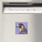 Profil eines juvenilen Peregrine-Falken Magnet (In Situ (Geschirrspüler))