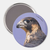 Profil eines juvenilen Peregrine-Falken Magnet (Vorderseite/Rückseite)