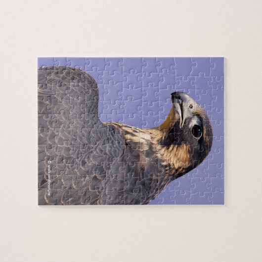 Profil eines juvenilen Peregrine-Falken Puzzle (Horizontal)