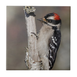 Profil eines männlichen Abwärtsspecht Fliese