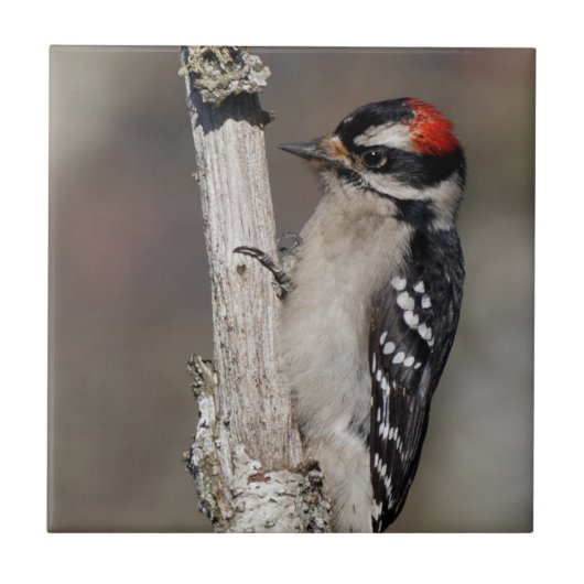 Profil eines männlichen Abwärtsspecht Fliese (Vorderseite)