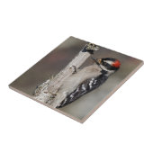 Profil eines männlichen Abwärtsspecht Fliese (Seite)