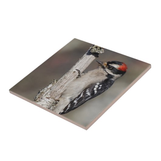 Profil eines männlichen Abwärtsspecht Fliese (Seite)