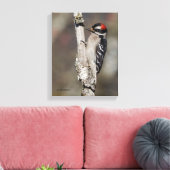 Profil eines männlichen Abwärtsspecht Leinwanddruck (Insitu (Wohnzimmer))