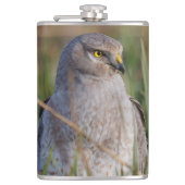 Profil eines nördlichen Harriers Flachmann (Vorderseite)