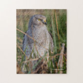 Profil eines nördlichen Harriers Puzzle (Vertikal)