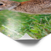 Profil eines Ost-Cottontail-Kaninchens Fotodruck (Ecke)