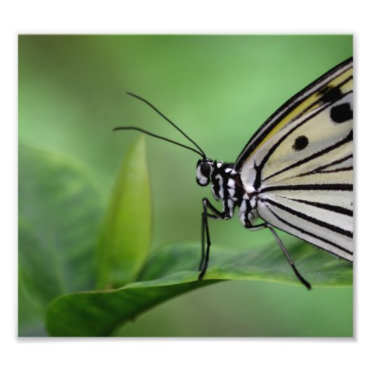 Profil eines Papierkites Fotodruck (Vorne)