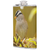 Profil eines Pensiv-Weißkronenspinns Flachmann (Links)