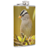 Profil eines Pensiv-Weißkronenspinns Flachmann (Rechts)