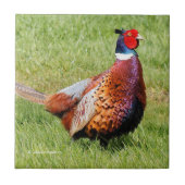 Profil eines Ring-Necked Pheasant Fliese (Vorderseite)