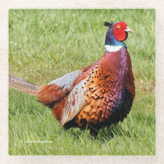 Profil eines Ring-Necked Pheasant Glasuntersetzer (Vorderseite)