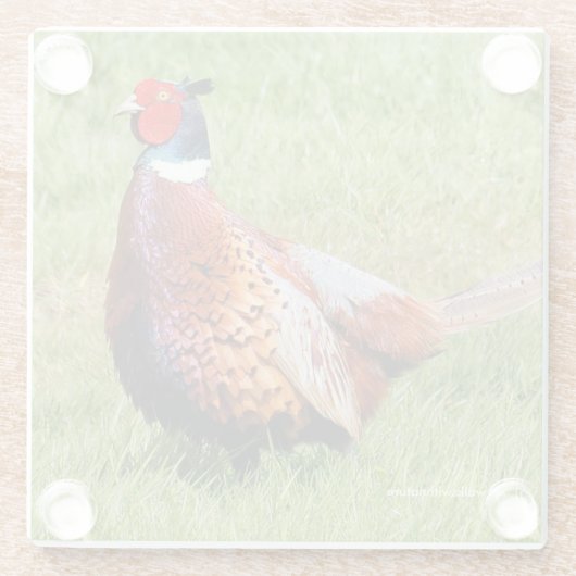 Profil eines Ring-Necked Pheasant Glasuntersetzer (Rückseite)