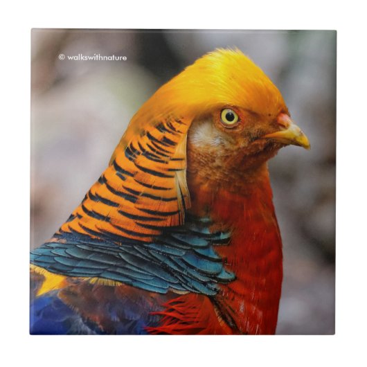Profil eines roten Golden Pheasant Fliese (Vorderseite)