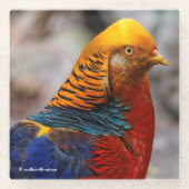 Profil eines roten Golden Pheasant Glasuntersetzer (Vorderseite)