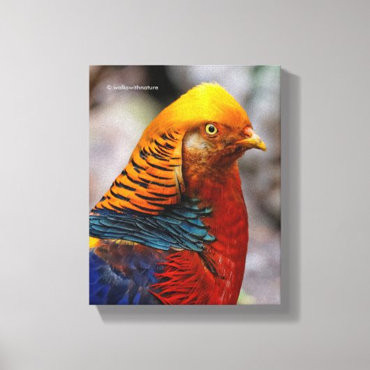 Profil eines roten Golden Pheasant Leinwanddruck (Vorderseite)