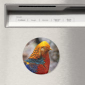 Profil eines roten Golden Pheasant Magnet (In Situ (Geschirrspüler))
