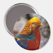 Profil eines roten Golden Pheasant Magnet (Vorderseite/Rückseite)