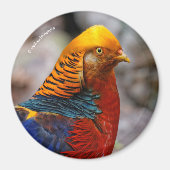 Profil eines roten Golden Pheasant Magnet (Vorne)