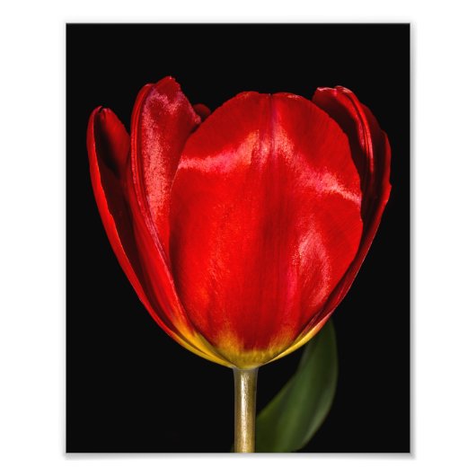 Profil eines roten Tulips Fotodruck (Vorne)